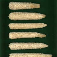 CIMMYTMA 21711 PAZM 14103 AF19A-0903-27 C.jpg