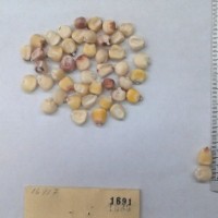 CIMMYTMA 1691 - Reference Inventory.jpg