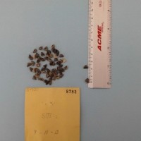 CIMMYTMA 8782 - Reference Inventory.jpg