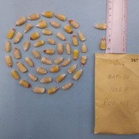 CIMMYTMA 7677 - Reference inventory.jpg