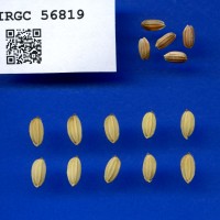 IRGC 56819 Seed Photo