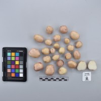 CIP760689_OKA 4356_T.JPG