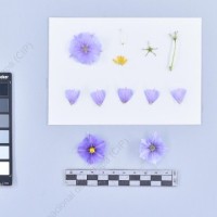 CIP 761205_OCHS 11309_wtm_F_2024.jpg