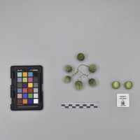 CIP760471_HHA 6662_B.JPG