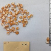 CIMMYTMA 1123 - Reference Inventory.jpg