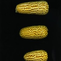 CIMMYTMA 19372 TLAX 194 TC24U-2903-171 E1.jpg