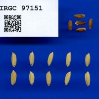 IRGC 97151 Seed Photo