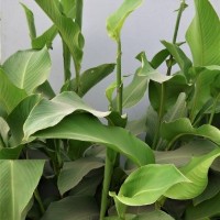 CIP 206007 (plant).jpg