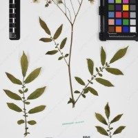 CIP 762631_OCHS 12596_03.jpg