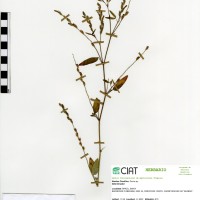 7507 herbarium