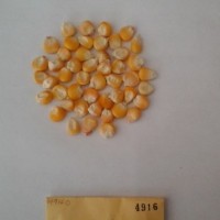 CIMMYTMA 4916 - Reference Inventory.jpg