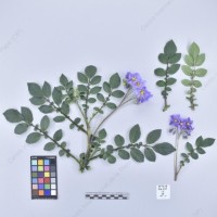 CIP 761318_OCHS 11873_buk_H_2024.jpg