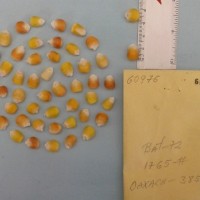 CIMMYTMA 6097 - Reference Inventory.jpg