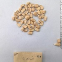 CIMMYTMA 234 - Reference Inventory.jpg