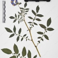 CIP 765704_RPSP 016_03.jpg