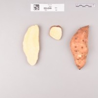 CIP 440158 (root).jpg