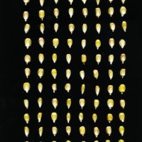 CIMMYTMA 27492 TLAX 208 TC24U-2903-62 K.jpg