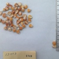 CIMMYTMA 1349 - Reference Inventory.jpg