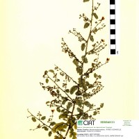 9681 herbarium
