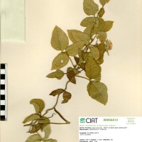 4193 herbarium