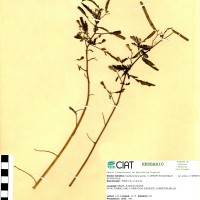 8251 herbarium