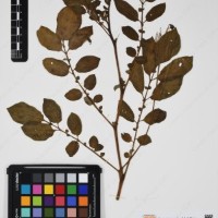 CIP 761843_OCH 13854_01.jpg