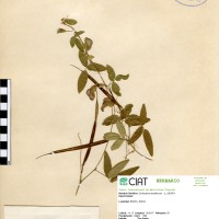 5476 herbarium
