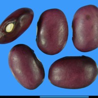 G3038 seed.jpg