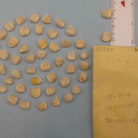 CIMMYTMA 5828 - Reference Inventory.jpg