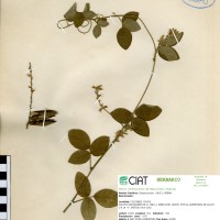 17558 herbarium