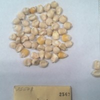 CIMMYTMA 2567 - Reference Inventory.jpg