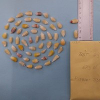 CIMMYTMA 7531 - Reference inventory.jpg