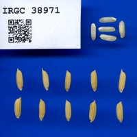 IRGC 38971 Seed Photo