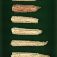 CIMMYTMA 2050 MORE 112 AF19A-0903-49 C.jpg