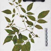 CIP 760468_HHA 6656a_03.jpg