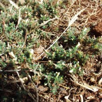 Stylosanthes mexicana 11049 flower (2).JPG