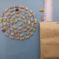 CIMMYTMA 8093 - Reference inventory.jpg