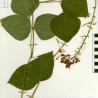 G40881 herbarium.jpg