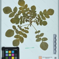 CIP 760212 herbarium