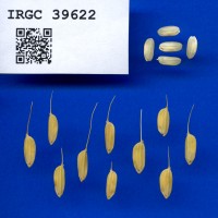 IRGC 39622 Seed Photo