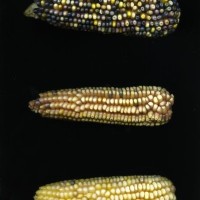 CIMMYTMA 7748 PUEB 739 BA24U-2903-132 E.jpg