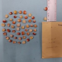 CIMMYTMA 7240 - Reference inventory.jpg