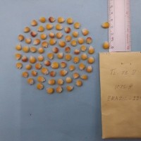 CIMMYTMA 7819 - Reference inventory.jpg