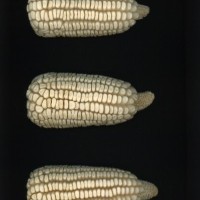 CIMMYTMA 26825 GUAN 417 BA22U-2903-74 E1.jpg