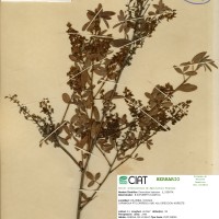3135 herbarium
