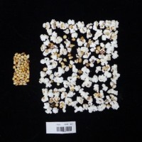 Popped and not popped comparison labeled.jpg