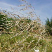 Echinochloa stagnina 16031 flower3.JPG