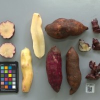 CIP 205045 (root).jpg