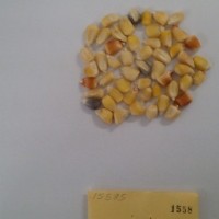 CIMMYTMA 1558 - Reference Inventory.jpg