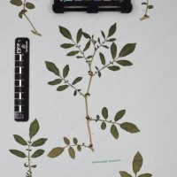 CIP 762633_OCHS 12602_08.jpg